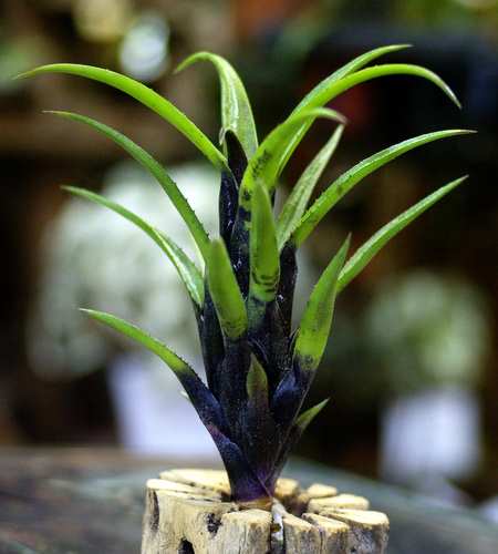 Aechmea recurvata var.benrathii